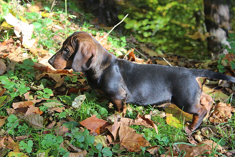 des plaines de Valinor - Chiots disponibles - Teckel poil dur