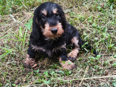 Black & tan