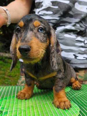 Monsieur Arlequin bleu clair