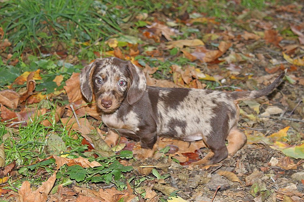 Monsieur arlequin clair