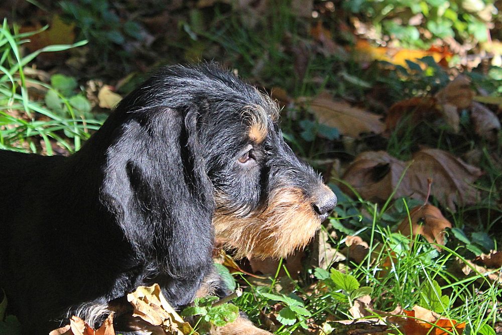 des plaines de Valinor - Chiots disponibles - Teckel poil dur