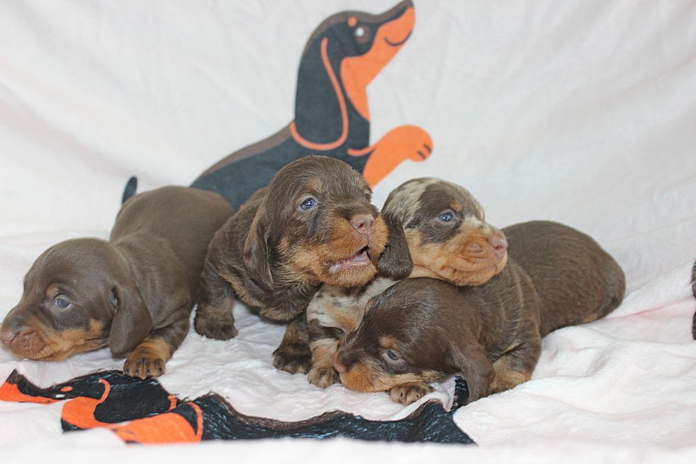 Chiot Teckel poil dur des plaines de Valinor