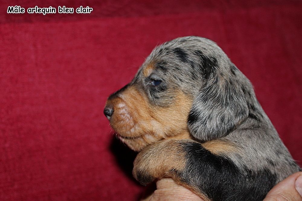 des plaines de Valinor - Chiots disponibles - Teckel poil dur