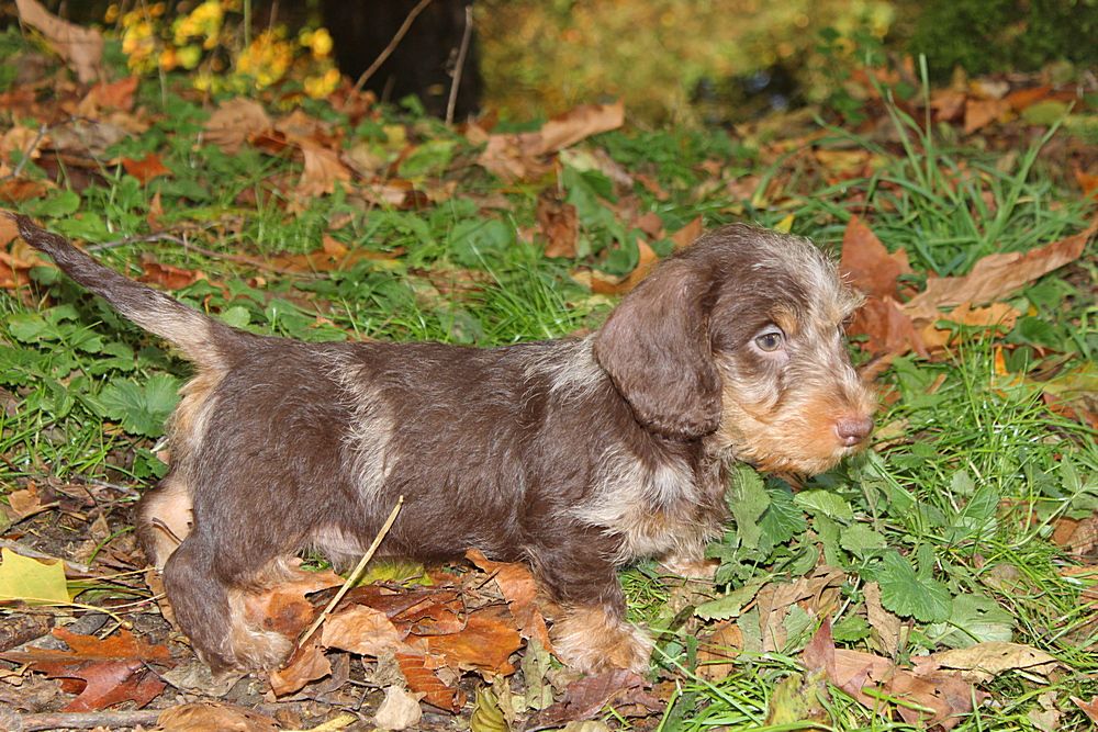 Monsieur arlequin foncé
